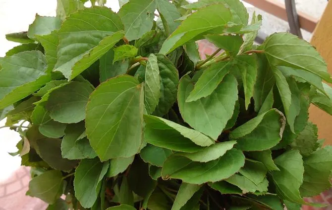 red sorrel leaves to make gongura chicken recipe