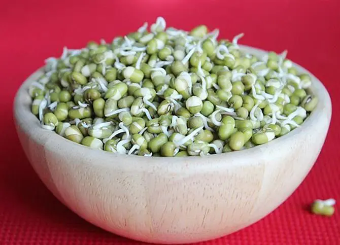 Mung Bean Sprouts How To Grow Bean Sprouts Swasthi S Recipes