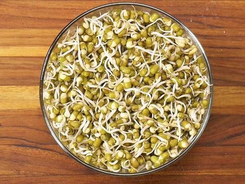 Mung Bean Sprouts  How to Grow Bean Sprouts - 82