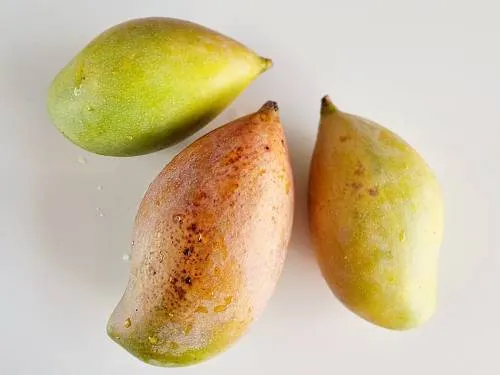 unripe firm mangoes