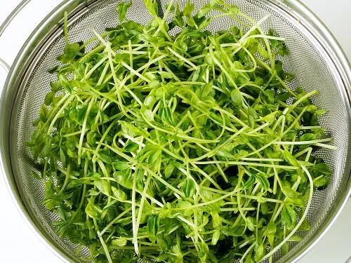 drained pea shoots in a colander, ready to cook